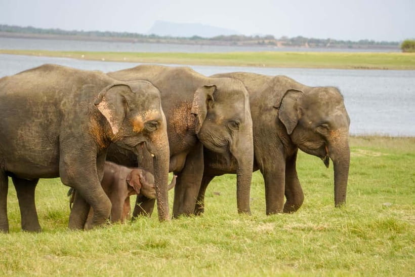Sigiriya Lion Rock Hike & Minneriya National Park Safari - Key highlights worth your attention