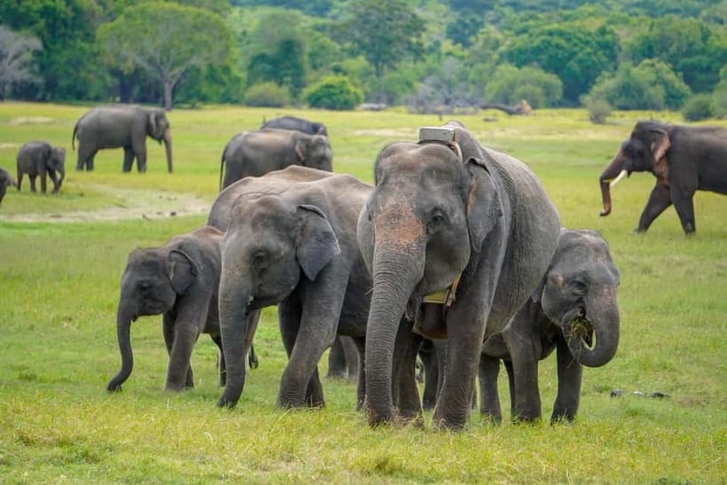 Sigiriya Lion Rock Hike & Minneriya National Park Safari - Sigiriya Lion Rock: the 3-hour climb that mixes views with ancient drama