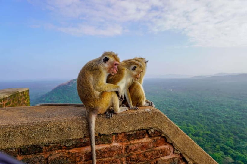 Sigiriya Lion Rock Hike & Minneriya National Park Safari - Timing and transport: how to make a 10-hour day feel easy