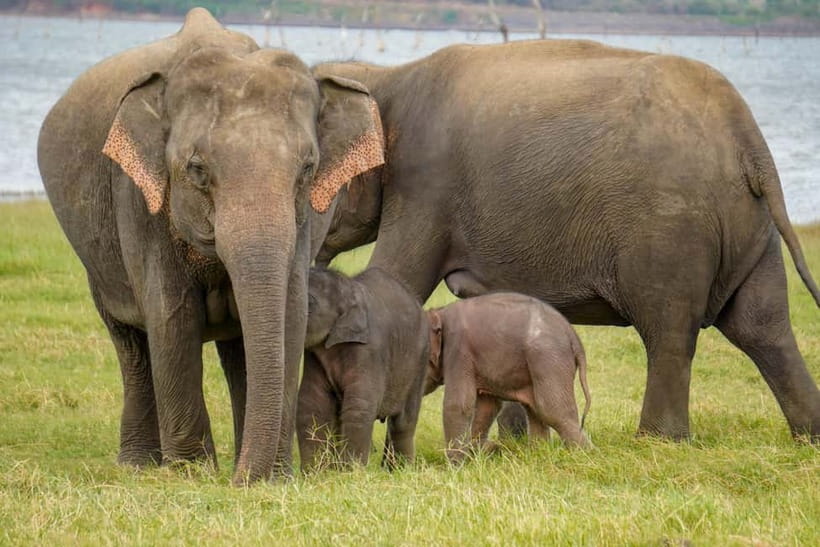 Sigiriya Lion Rock Hike & Minneriya National Park Safari - Guides make the difference: names you’ll hear again and again