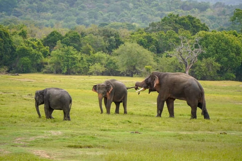 Sigiriya Lion Rock Hike & Minneriya National Park Safari - What you actually pay for: private transport, safari jeep, and park guide