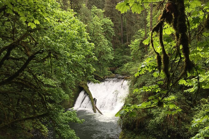 Silver Falls Waterfall Hiking Tour from Portland - What you actually get for $99
