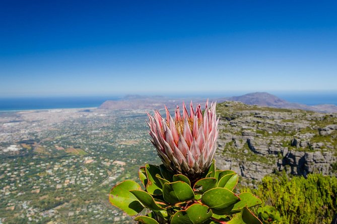 Skeleton Gorge to Table Mountain summit - Key points to know before you go