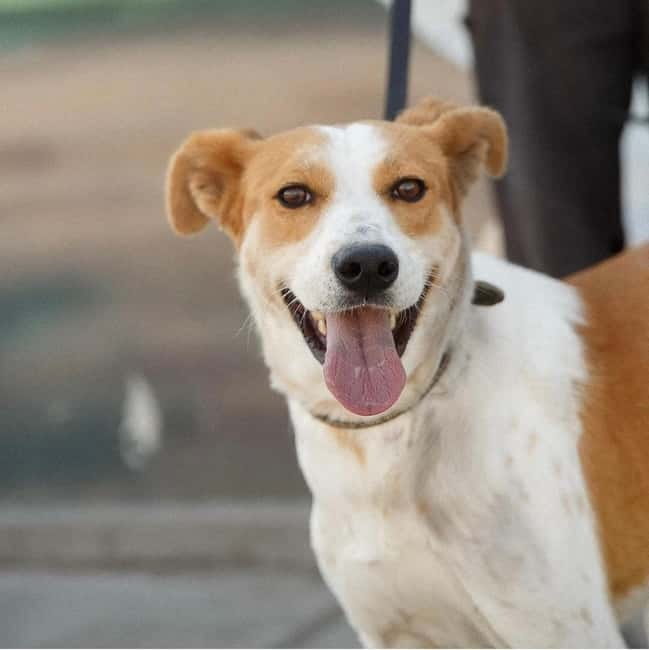 Skiathos: Dog Shelter Visit, Hike & Cooking Class with Lunch - Key Things That Make This Tour Worth Your Time