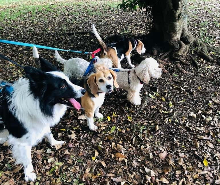Skiathos: Dog Shelter Visit, Hike & Cooking Class with Lunch - Meeting the Dogs at the Skiathos Shelter (And Why It Matters)