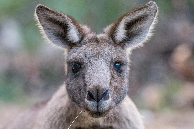 Small-Group Grampians Great Wildlife Escape Day Trip with Hiking - Key Highlights to Know Before You Go