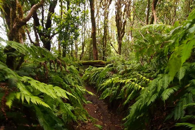 Small Group Guided Hiking in Anaga Rural Park in Tenerife - Quick highlights