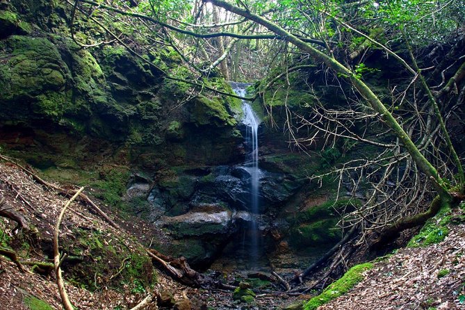 Small Group Guided Hiking in Anaga Rural Park in Tenerife - Anaga Rural Park: what makes this 3-hour hike feel worth it