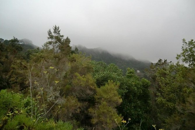 Small Group Guided Hiking in Anaga Rural Park in Tenerife - Laurel forest walking: shaded paths that keep the pace comfortable