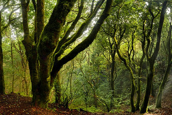 Small Group Guided Hiking in Anaga Rural Park in Tenerife - What you carry and what you wear: the small gear checklist that matters