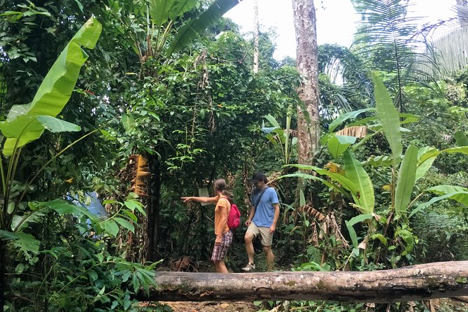 Small-Group Jungle Hiking Excursion in Khao Phra Teaw Park - The 6-Hour Rhythm: Pickup, Park Briefing, Then Walk With Purpose