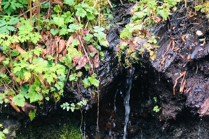 Snoqualmie falls and Twin Falls Hike - The naturalist guide: Jared M. Hart and the stories that connect it all