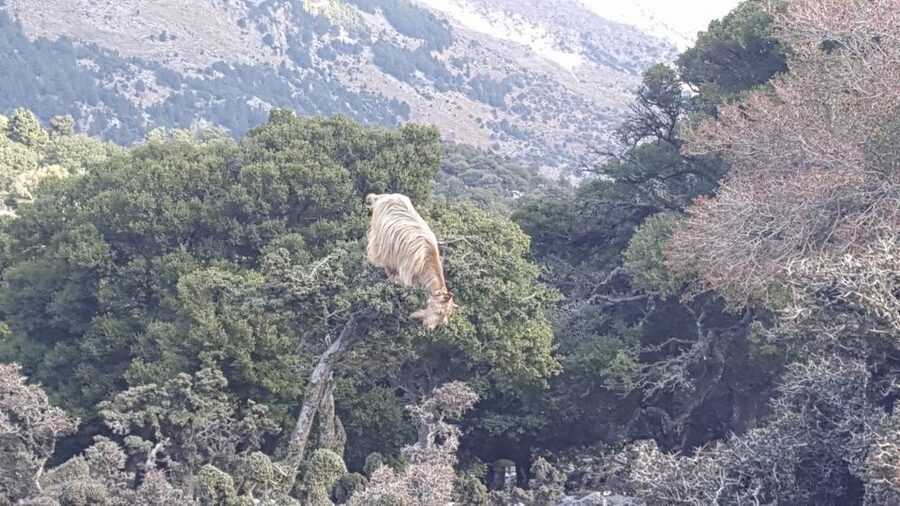 South Crete: Sarakinas Gorge Hike, Swim & Jeep Safari - Price and value: what you’re really paying for
