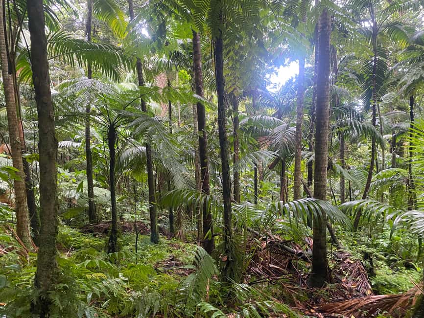 St. Kitts: Volcano Hike to Mt. Liamuiga the Highest Peak - The rainforest start: safety-first pacing you can feel