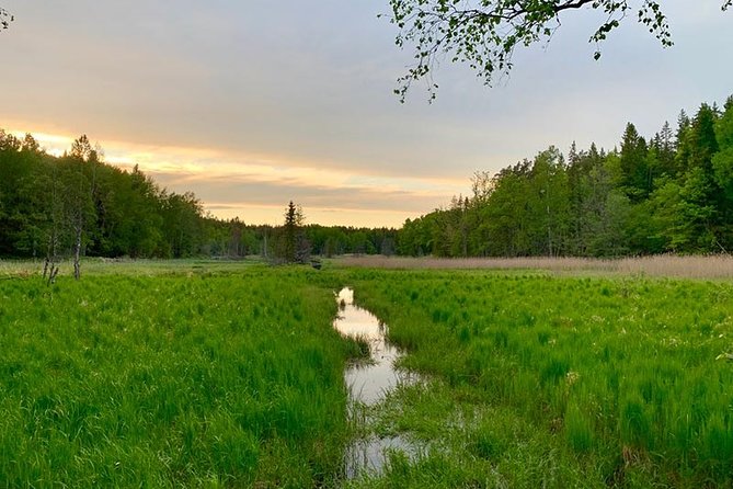 Stockholm: Sunset Hike in Tyresta National Park with Meal - The Trail Split: Winding Forest, Cliffs, Then the Lakeside Break