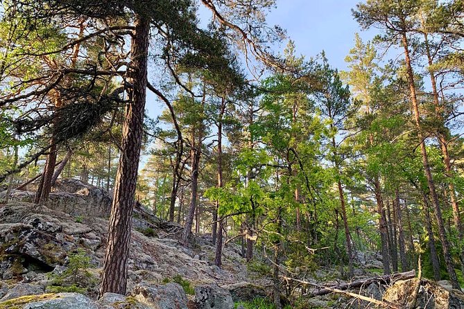 Stockholm: Sunset Hike in Tyresta National Park with Meal - Pace, Price, and Real Value for a Stockholm Evening