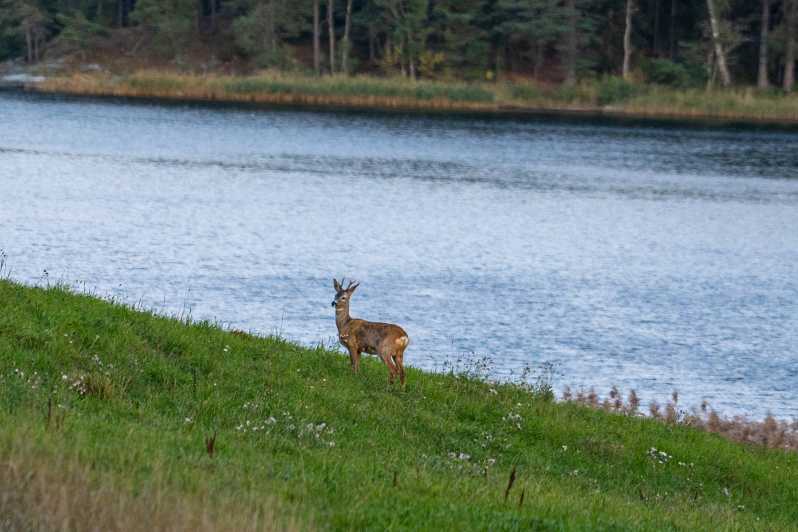 Stockholm: Wildlife Tour With Dinner and Short Hike - Key points worth knowing before you go