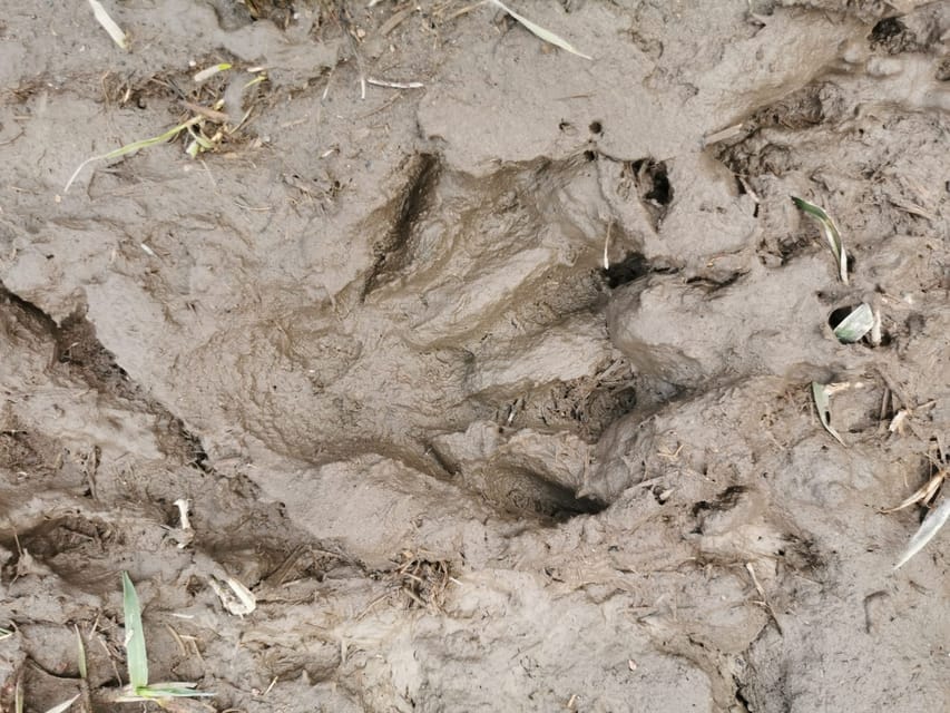Stockholm: Wildlife Tour With Dinner and Short Hike - Why dusk wildlife in the Stockholm forest is a winning plan