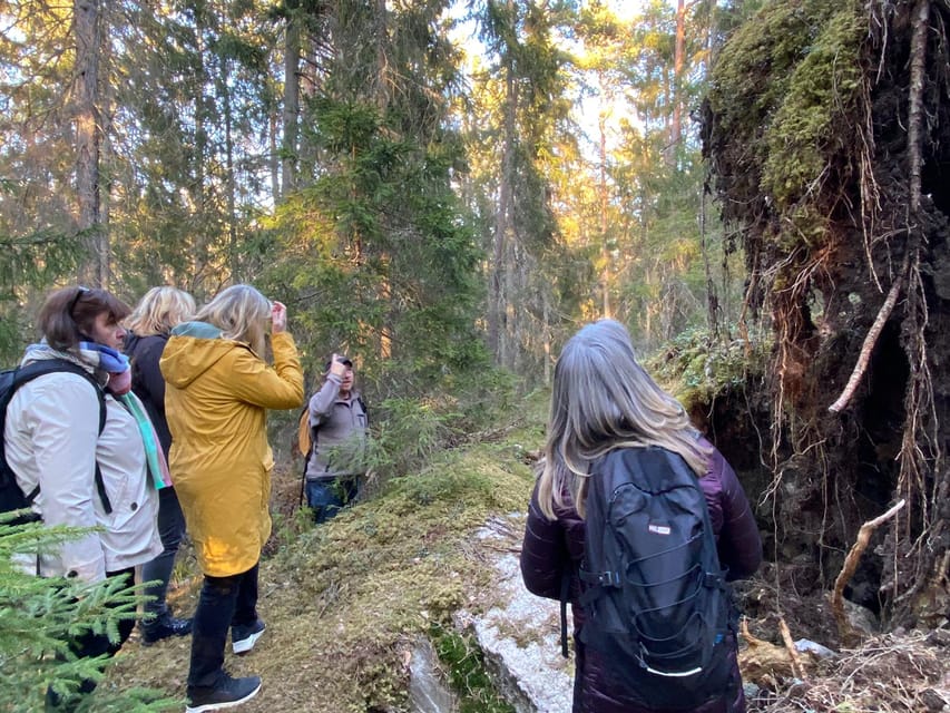 Stockholm: Wildlife Tour With Dinner and Short Hike - The short hike and track-reading: what you’re really doing on foot