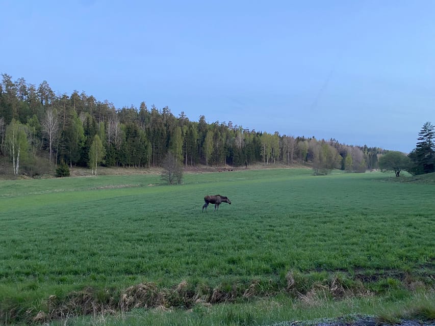Stockholm: Wildlife Tour With Dinner and Short Hike - What wildlife spotting feels like in practice (moose, deer, and the surprises)