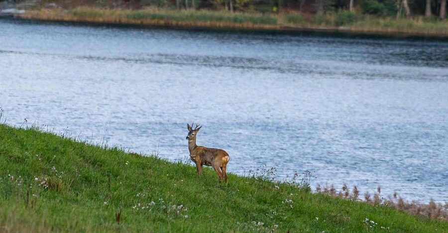 Stockholm: Wildlife Tour With Dinner and Short Hike - What to pack so you enjoy the forest, not fight it