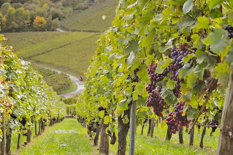 Stuttgart: Wine hike with wine tasting - Why This 2.5-Hour Wine Hike Feels Like Solid Value