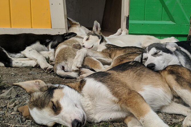 Summer Sled Dog Remote Yukon Camp & Summit Tour - The Canada route: scenic stops as you travel toward the kennel