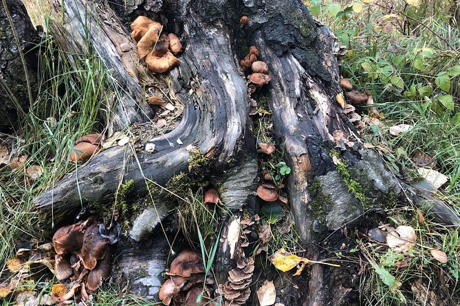 Summer Valley and Forest Hike - Walking Route Reality: Flat-ish Until It Isn’t