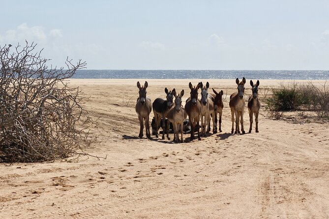 Sunset Pacific Donkey Hiking Tour - Rancho Carisuva: where you meet your donkey partner