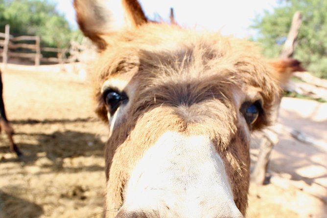 Sunset Pacific Donkey Hiking Tour - Price and the $20 entrance fee: does it add up?