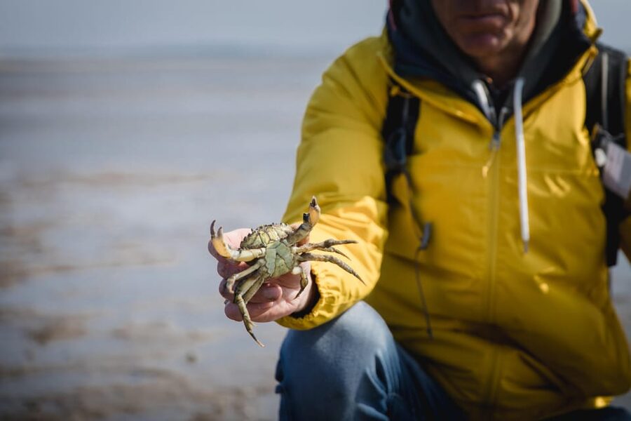 Sylt: Guided Mudflat Hike on the Island - Walking with Jan Krüger: Humor, Stories, and Tide Rules You Can Use