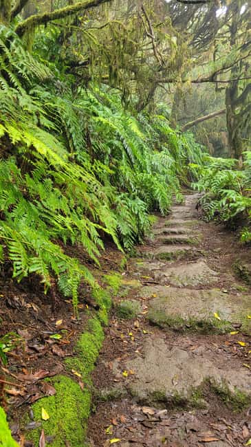 Tenerife Anaga Mountains: Circular Hike in the Laurel Forest - Small Group 10-12 P - Why the Anaga Laurel Forest hike feels special at 1,000 m
