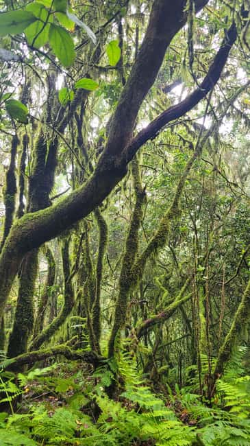 Tenerife Anaga Mountains: Circular Hike in the Laurel Forest - Small Group 10-12 P - Walking through Laurisilva: what the trail section feels like