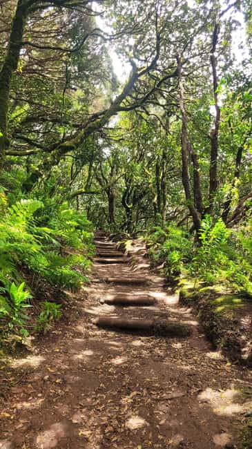 Tenerife Anaga Mountains: Circular Hike in the Laurel Forest - Small Group 10-12 P - Gear and prep: the small choices that prevent big annoyances