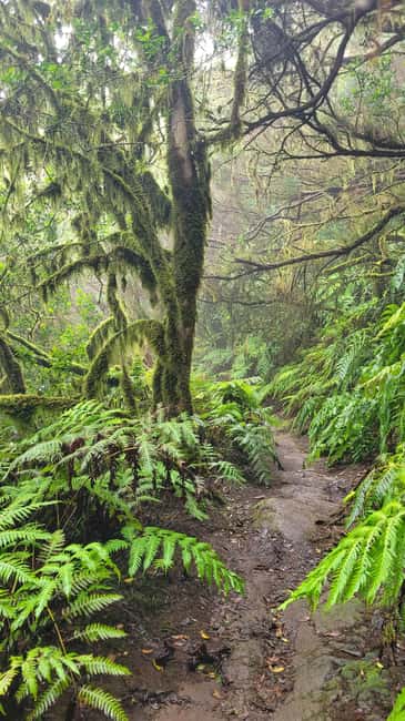 Tenerife Anaga Mountains: Circular Hike in the Laurel Forest - Small Group 10-12 P - Pace, group size, and why “no time pressure” is a feature