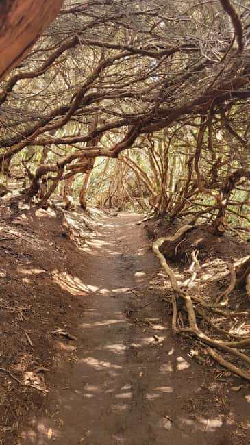 Tenerife Anaga Mountains: Circular Hike in the Laurel Forest - Small Group 10-12 P - The start: where the hike begins and what it means for your day