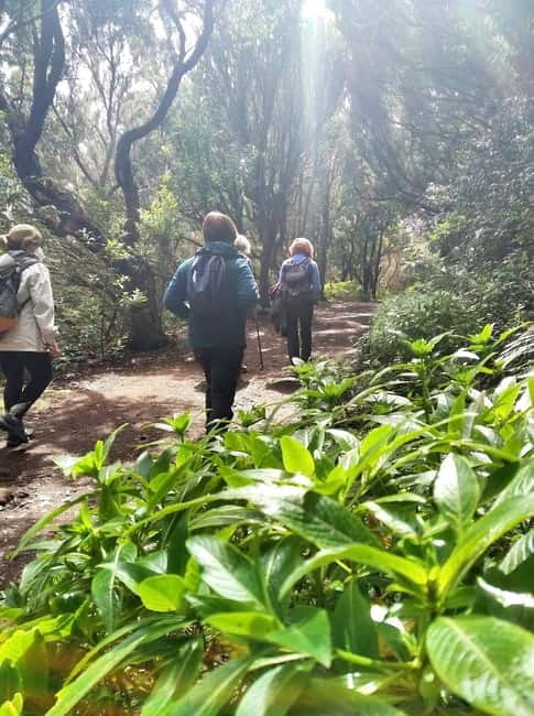 Tenerife: Guided hike in Anaga Rural Park - Key highlights to look for