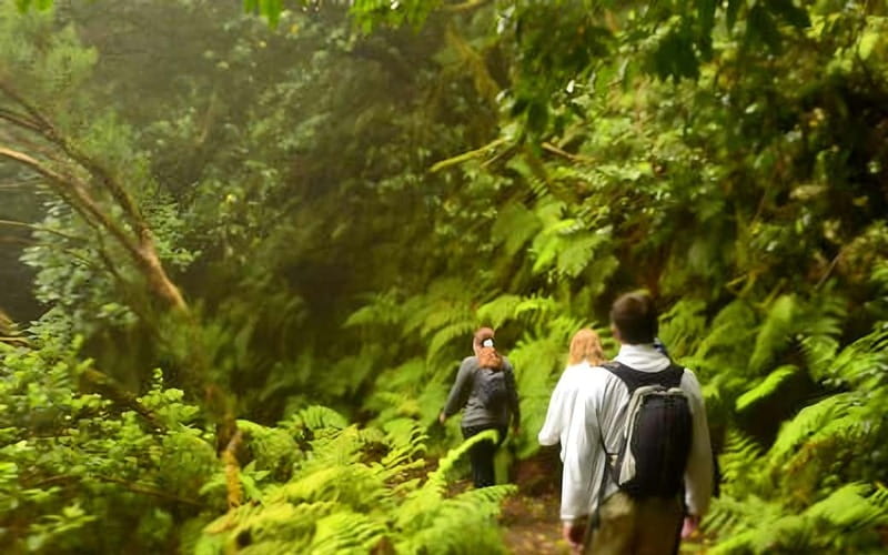 Tenerife: Guided hike in Anaga Rural Park - Why Anaga’s laurel forest feels like a different world