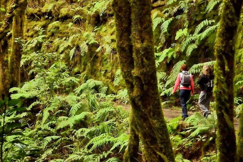 Tenerife: Guided hike in Anaga Rural Park - Meeting point at Cruz del Carmen: start smoothly, not stressed