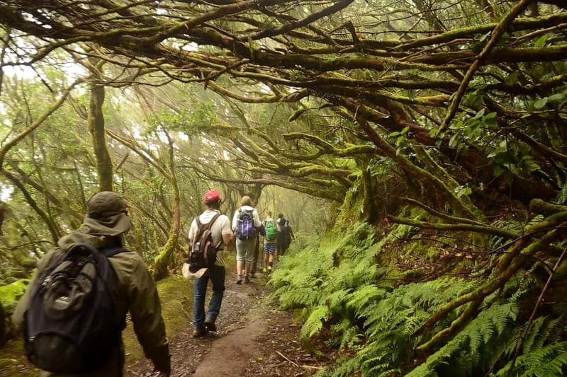 Tenerife: Guided hike in Anaga Rural Park - What to pack for humid paths, mud, and cool shade