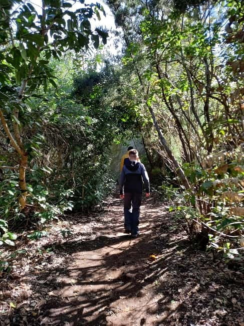 Tenerife: Guided hike in Anaga Rural Park - Forest of Enigmas: what the 3-hour walk really offers
