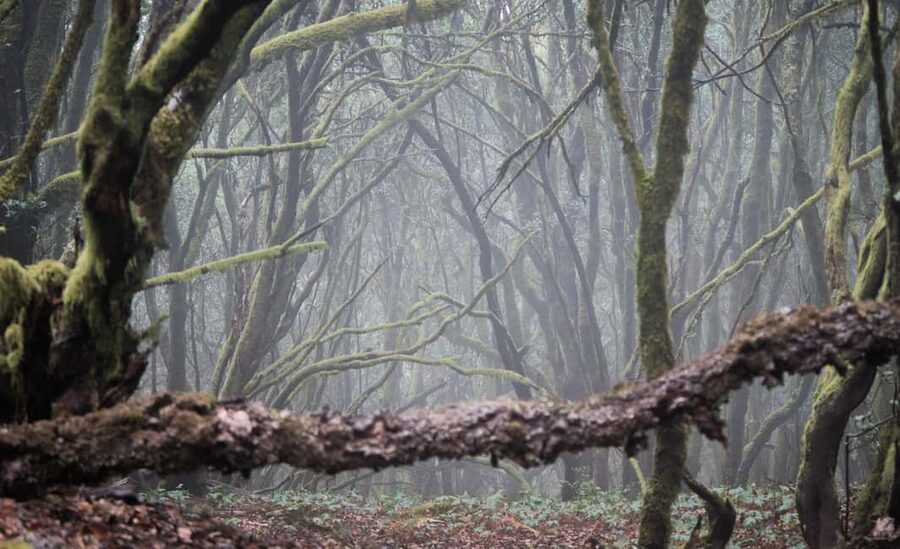 Tenerife: Hike Above Masca in Enchanted Forest with Pick-up - Digital photos: 20–40 images you’ll actually want
