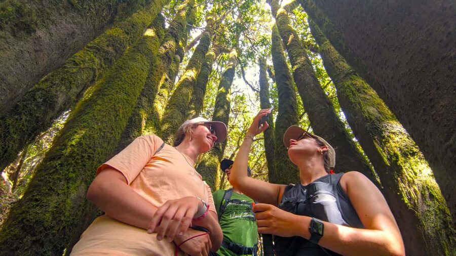 Tenerife: Hike Above Masca in Enchanted Forest with Pick-up - From pine forest to Teide viewpoints: the start is pure wow
