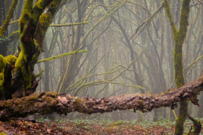 Tenerife: Hiking through Enchanted forest Above Masca with PICKUP - Key Highlights You’ll Feel Fast