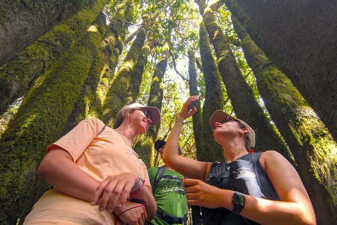Tenerife: Hiking through Enchanted forest Above Masca with PICKUP - Terrain Reality Check: How Steep Is It, Really?