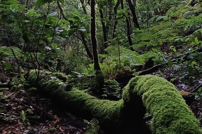 Tenerife: Hiking through Enchanted forest Above Masca with PICKUP - Photos, Poles, and the Small-Group Advantage