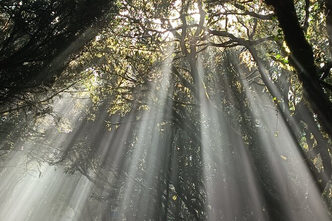 Tenerife: Hiking Tour in Anaga Mountains and Enchanted Forest - The short steep final climb and how tough it really is