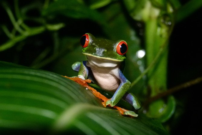 The best of Tortuguero: Canoe, hike and night tour (turtle in Jul-Oct) - Time in Town Between Parts: A Real Buffer for Photos and Snacks
