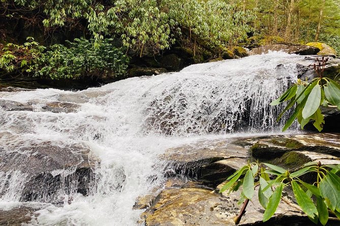 Thundering Streams and Falls of the Smokies Guided Hiking Tour - What you learn in the forest: ecosystem spotting, not just facts