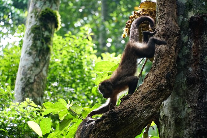 Tijuca Forest Hike - Waterfalls & Caves, Nature & Wild Life! - Who this Tijuca hike suits best (and who might want a simpler option)